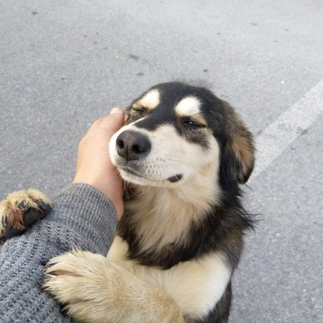 Yeast Infection Drops